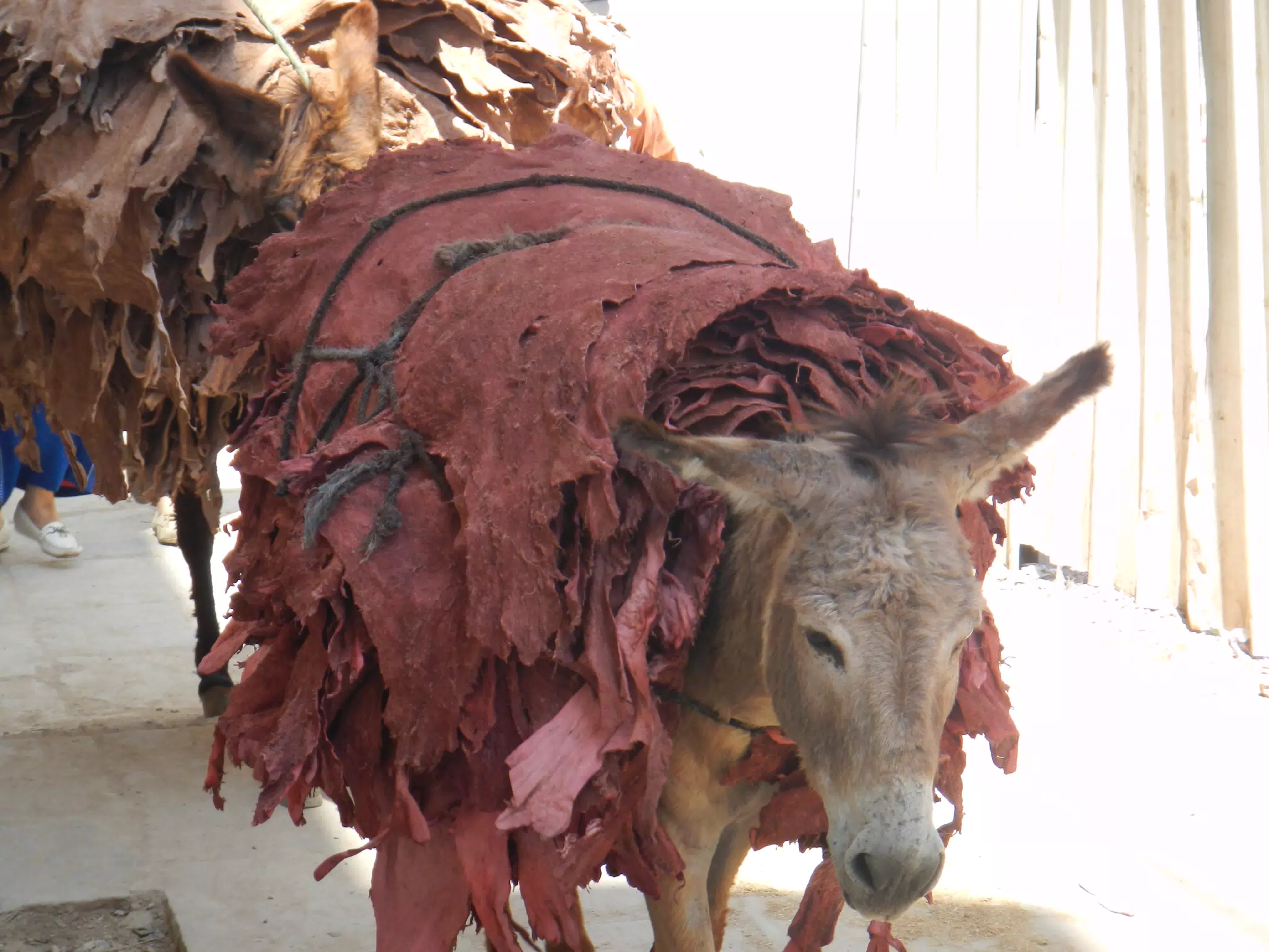 Donkey Carrying Leathers in Fes, Morocco