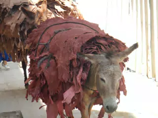 Donkey Carrying Leathers in Fes, Morocco