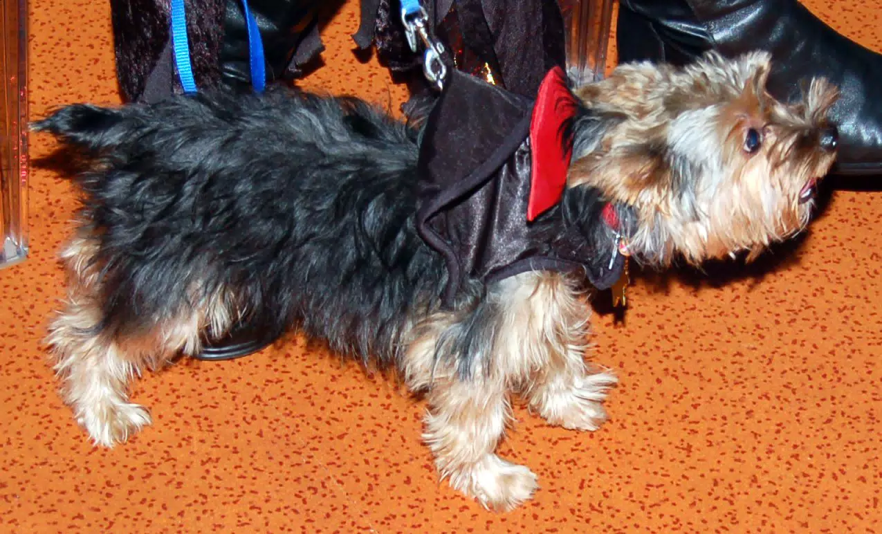 Luna at the Eleven80 Halloween Party