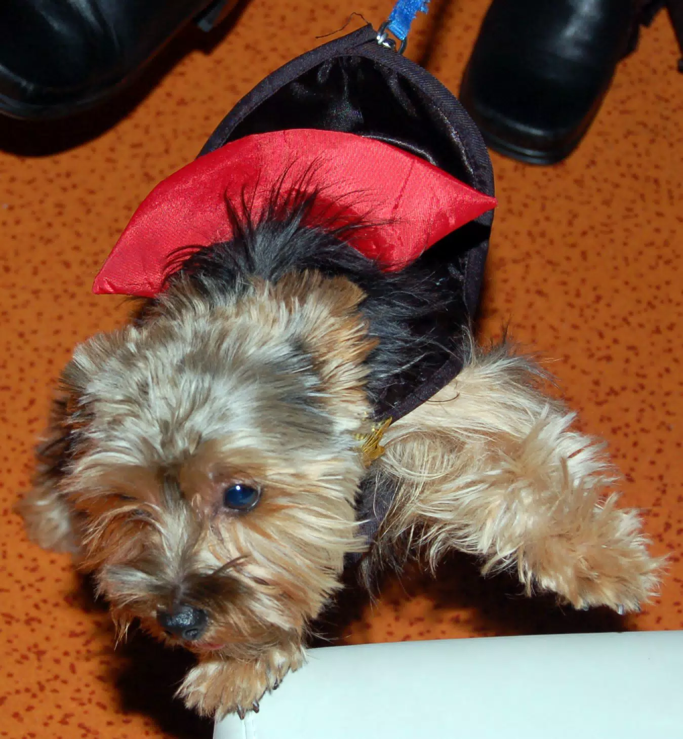 Luna the Vampire Dog