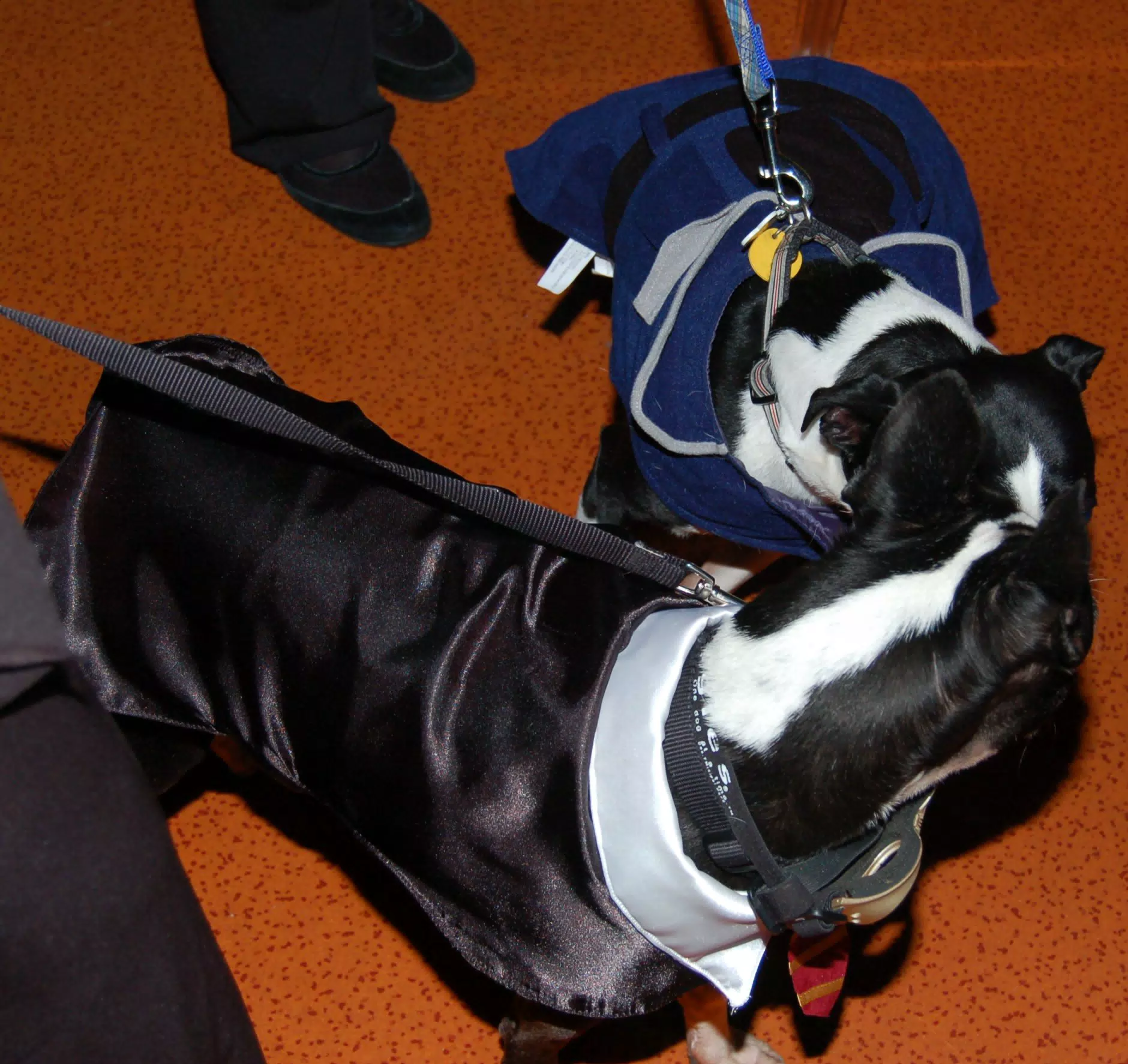 Meeting of the Eleven80 Boston Terrier Club