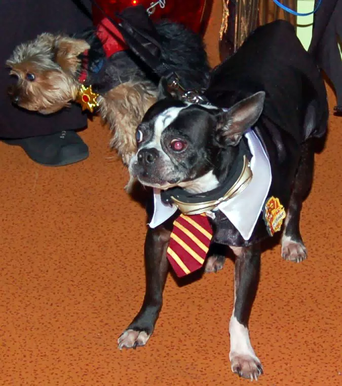 Oreo and Luna at Eleven80 Halloween Party
