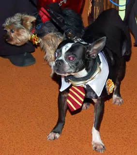 Oreo and Luna at Eleven80 Halloween Party