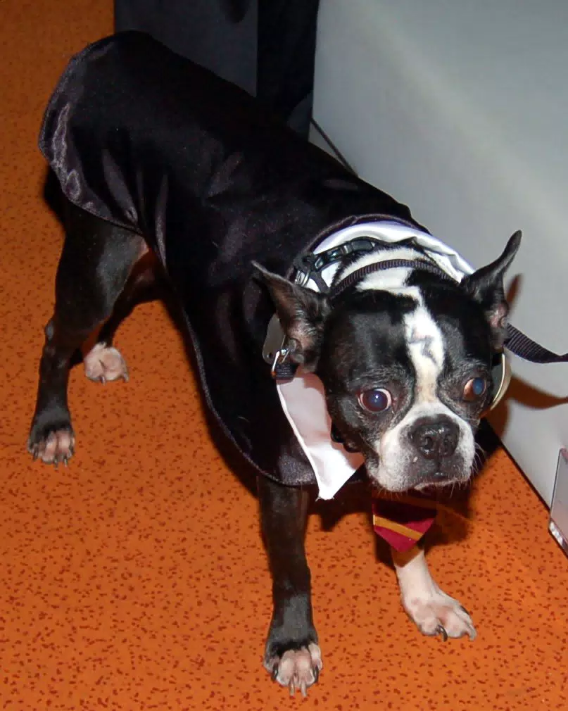 Oreo as Harry Potter