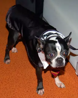 Oreo as Harry Potter
