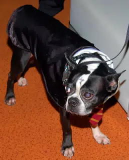 Oreo as Harry Potter