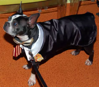 Oreo as Harry Potter at Attention at Eleven80