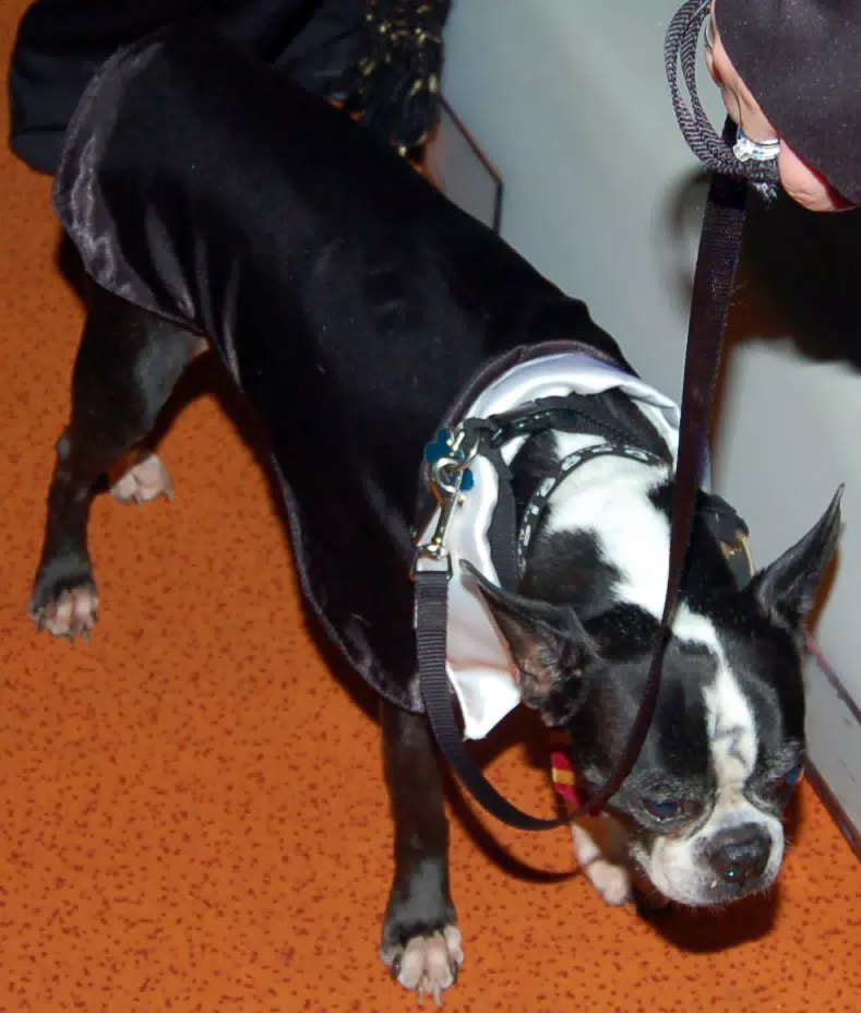 Oreo is Getting Tired of being Harry Potter