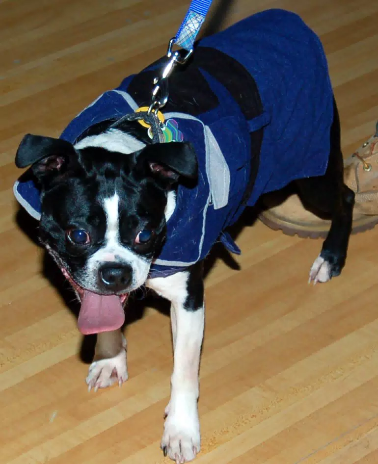 Riley the Boston at Eleven80 Halloween Party