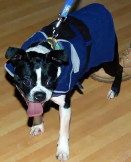 Riley the Boston at Eleven80 Halloween Party