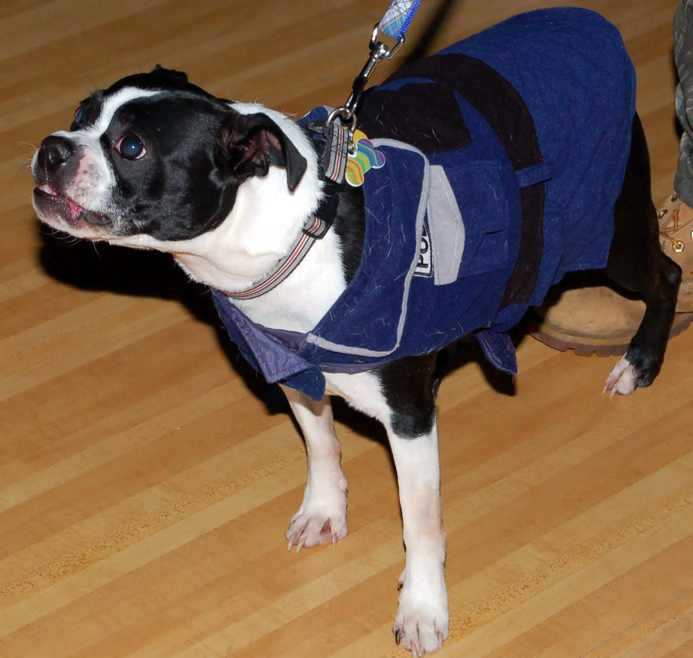 Riley the Boston Cop