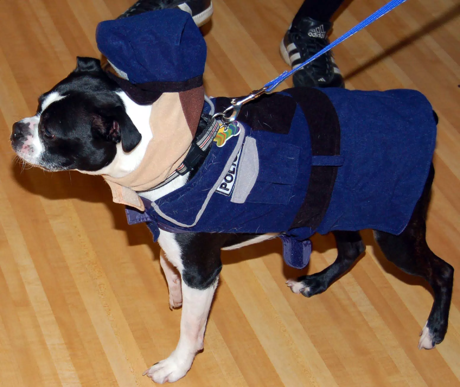 Riley the Cop Dog at Eleven80