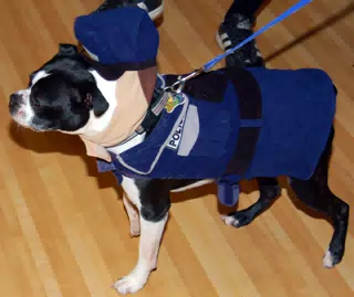Riley the Cop Dog at Eleven80