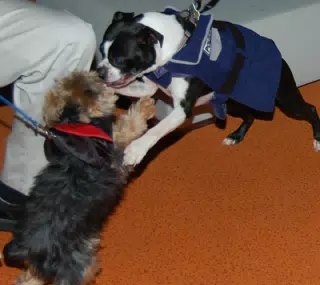 Luna and Riley at Eleven80 Halloween Party