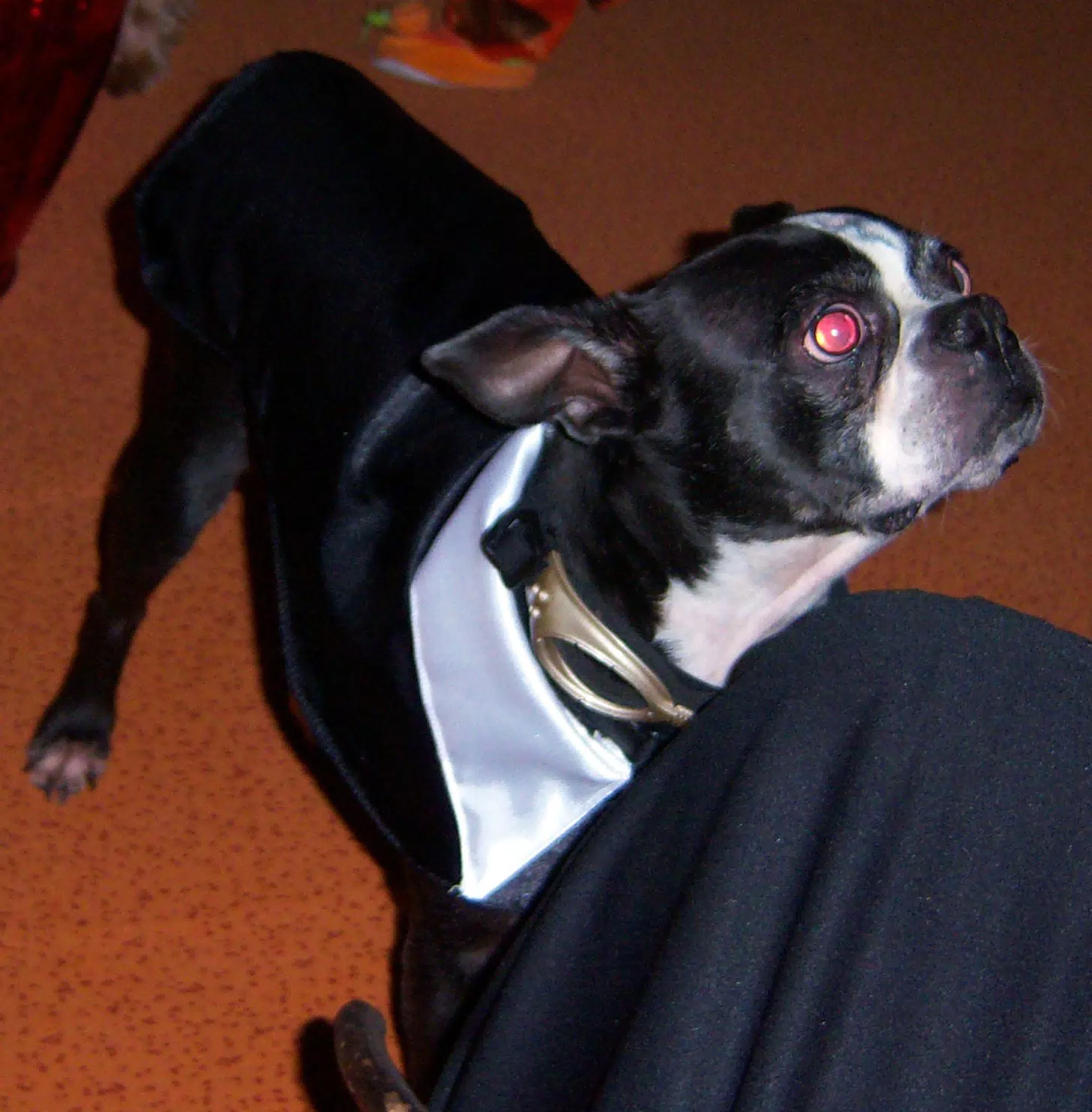 Oreo at the Beginning of the Eleven80 Halloween Party
