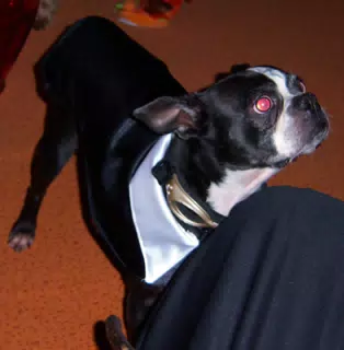Oreo at the Beginning of the Eleven80 Halloween Party