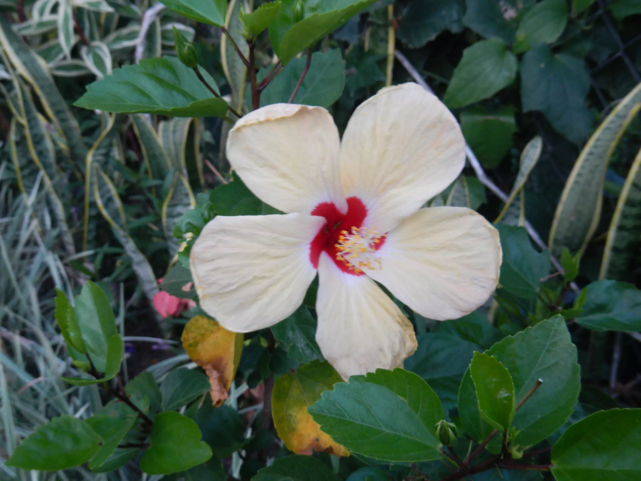 Garden Flower in El Valle
