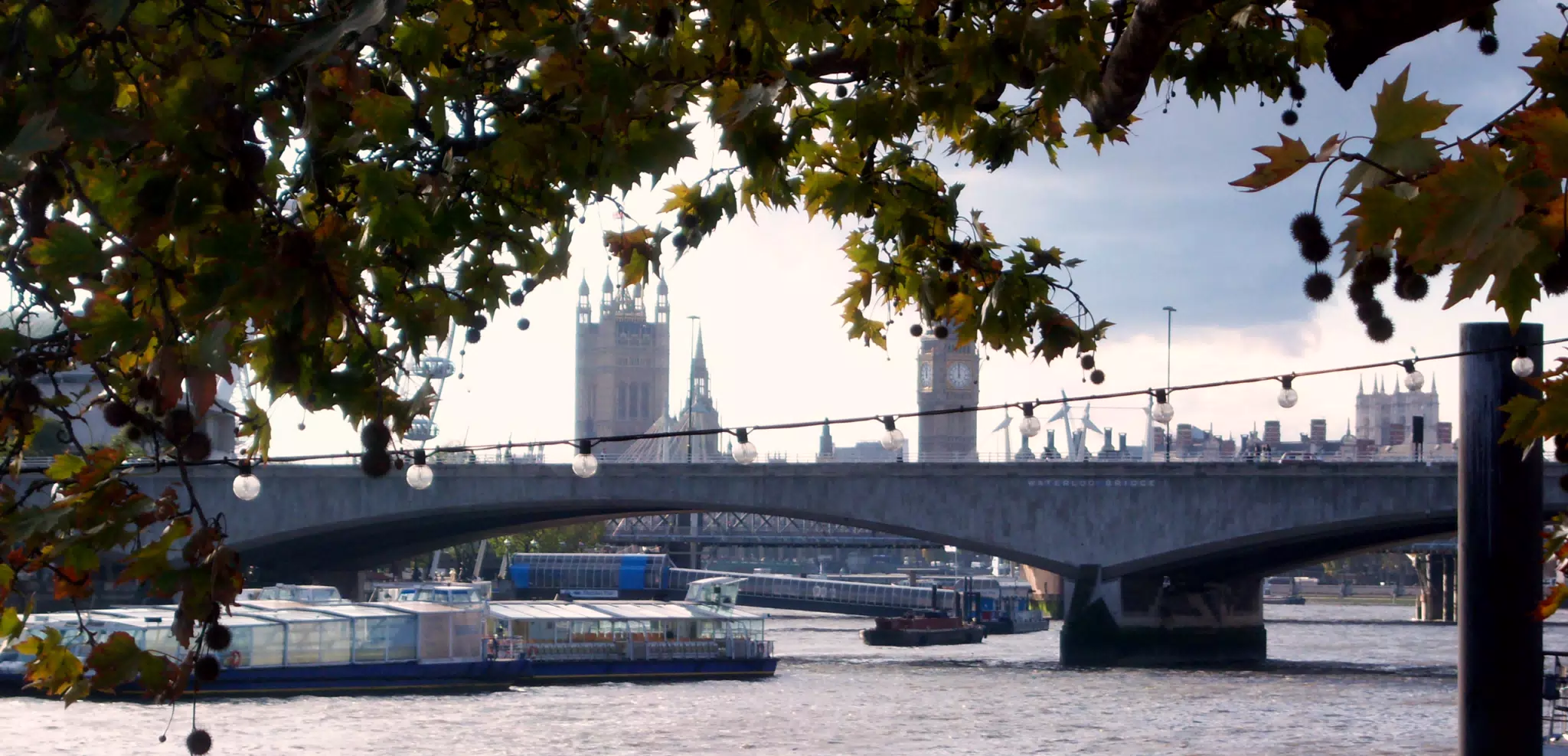 Thames, String of Lights, Tree and Parliament