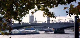 Thames, String of Lights, Tree and Parliament