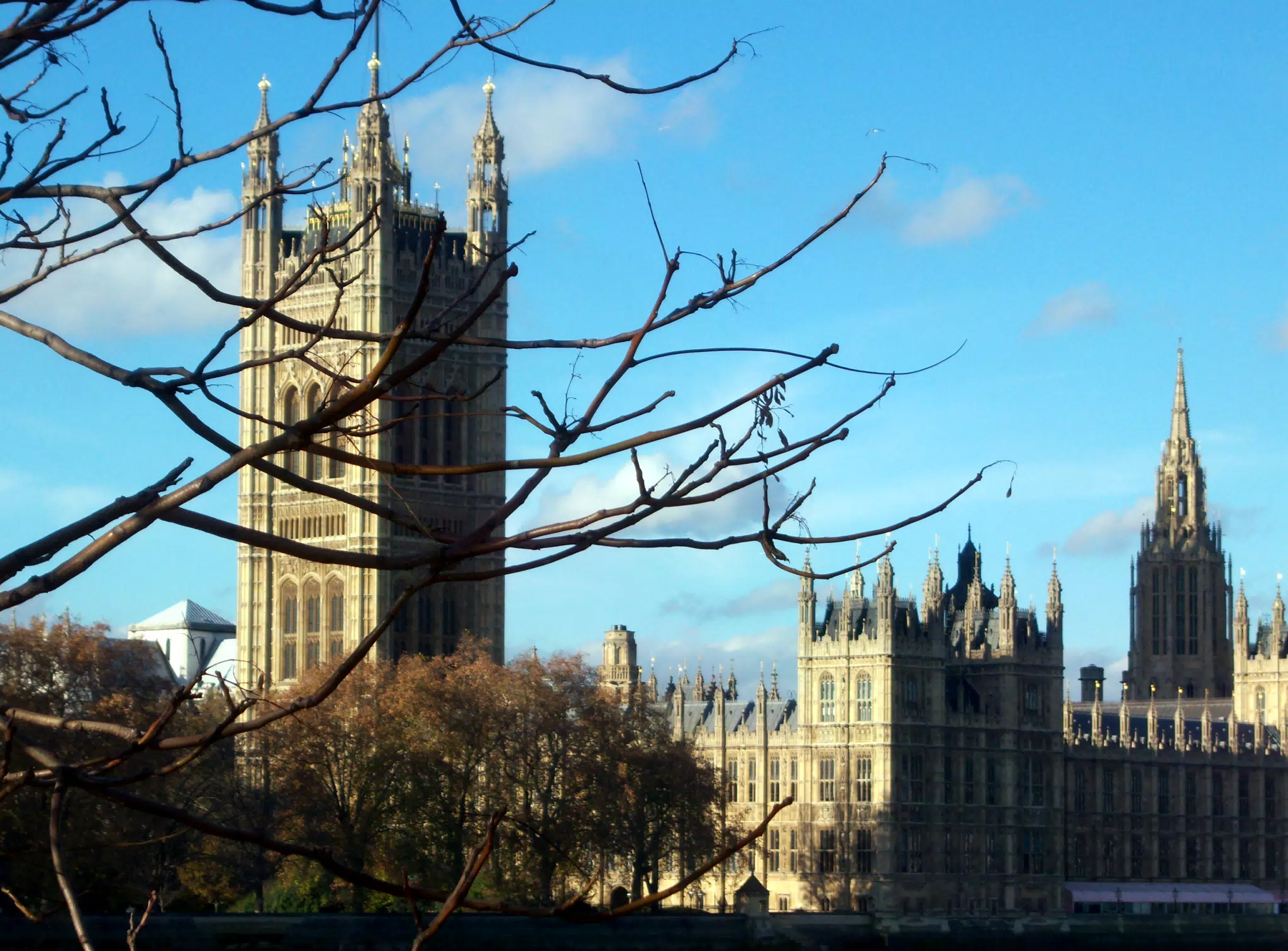 Tree and Paliment Buildings