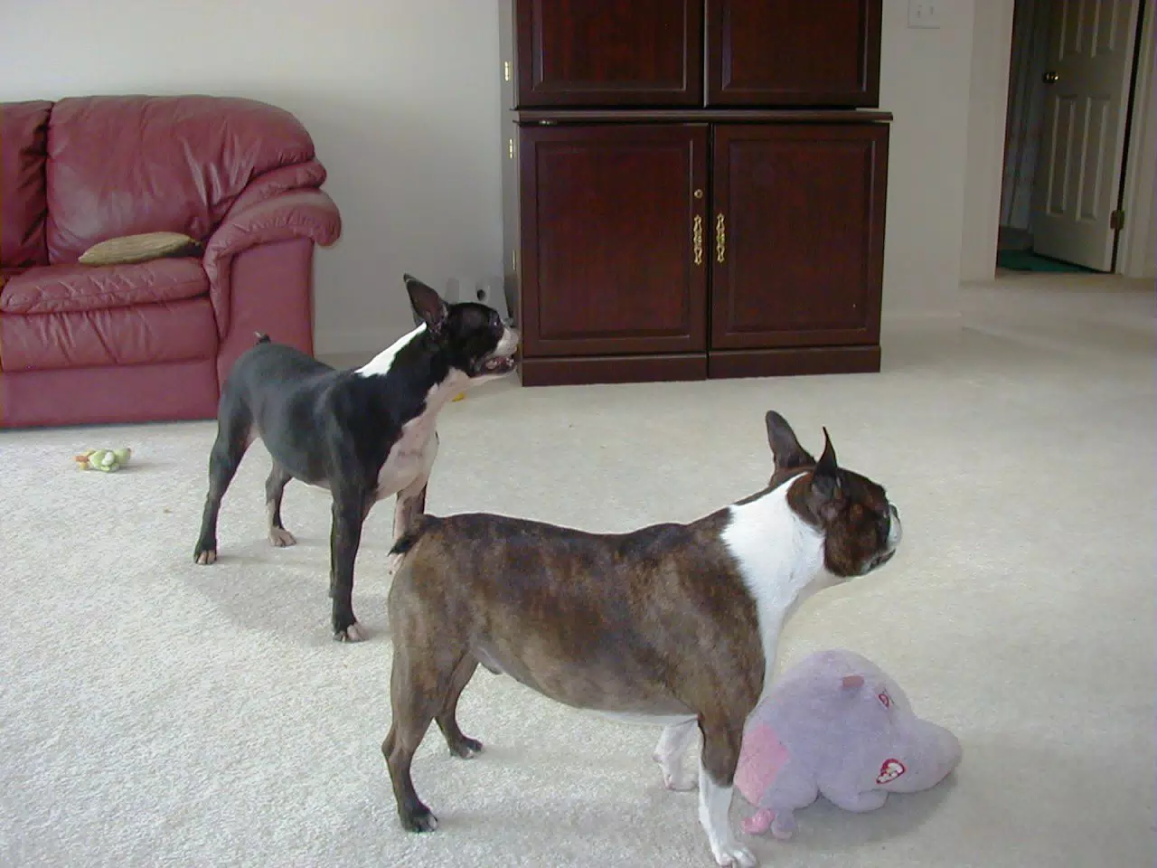 Oreo and Dexter in Living Room in Geneseo