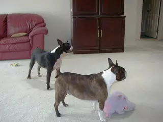 Oreo and Dexter in Living Room in Geneseo