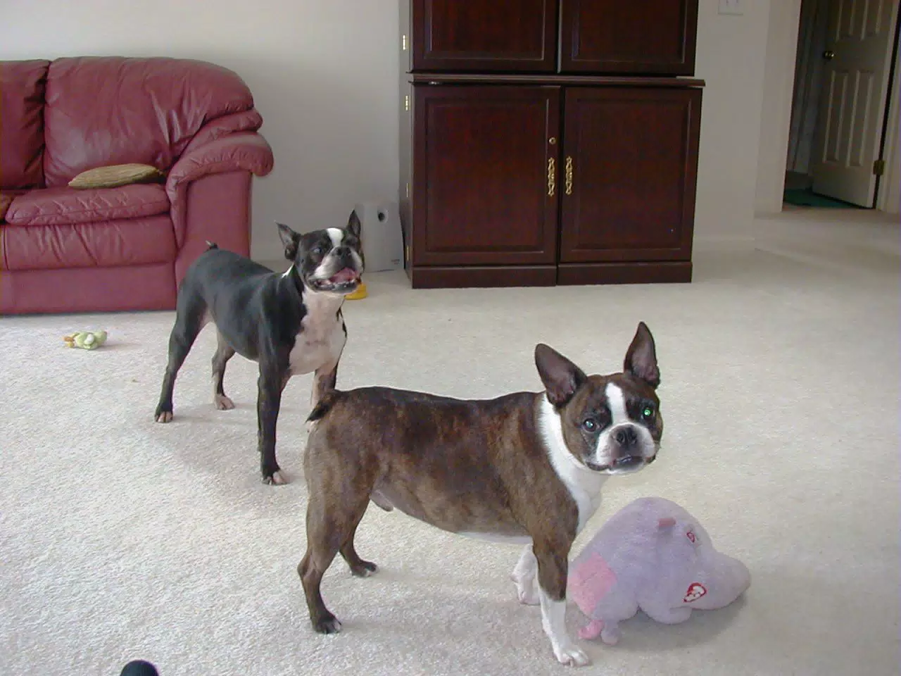 Oreo and Dexter in Living Room in Geneseo