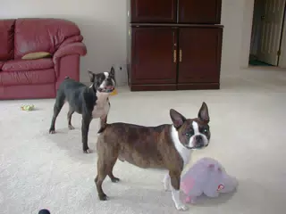Oreo and Dexter in Living Room in Geneseo