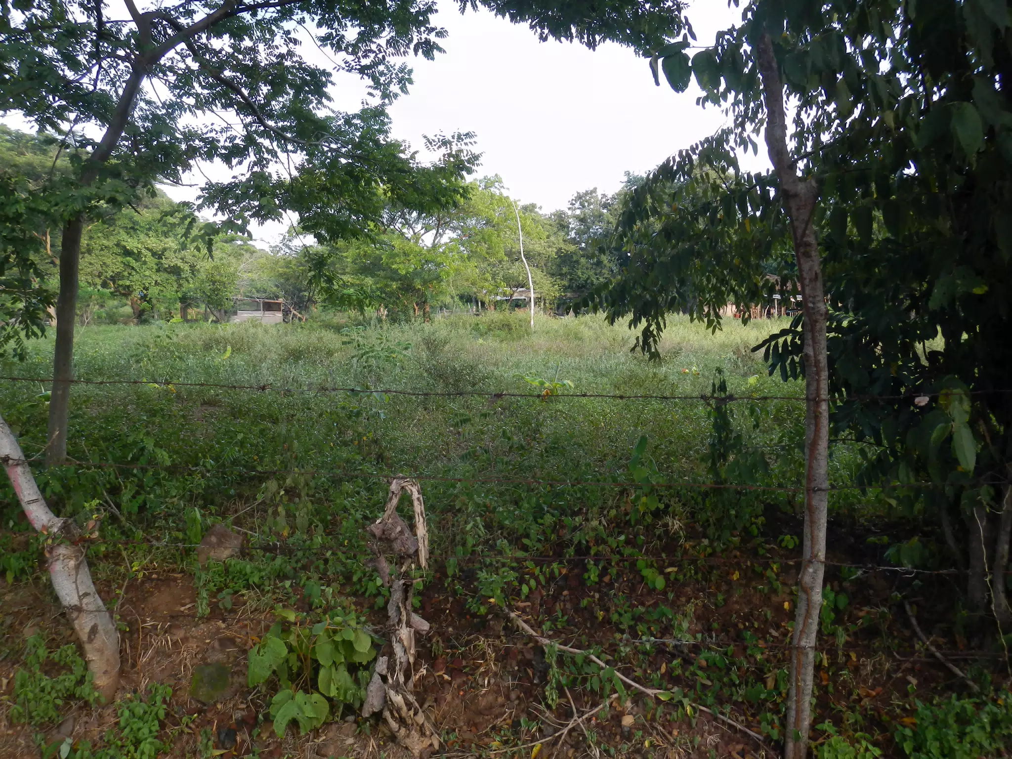 Field in Nicaragua