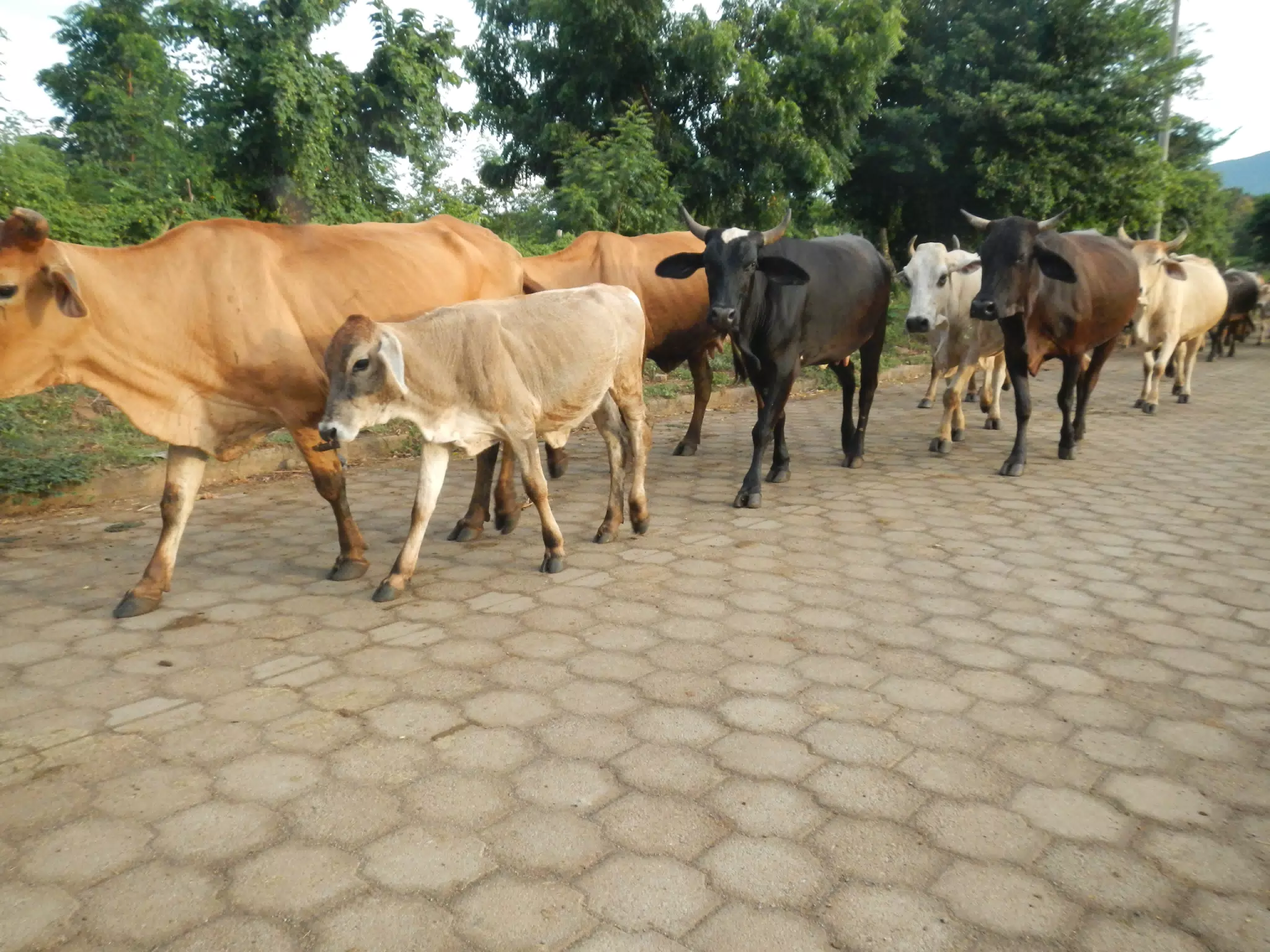 Cattle on Street in Rural Nicaragua