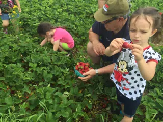 Strawberry Picking with Grandpa