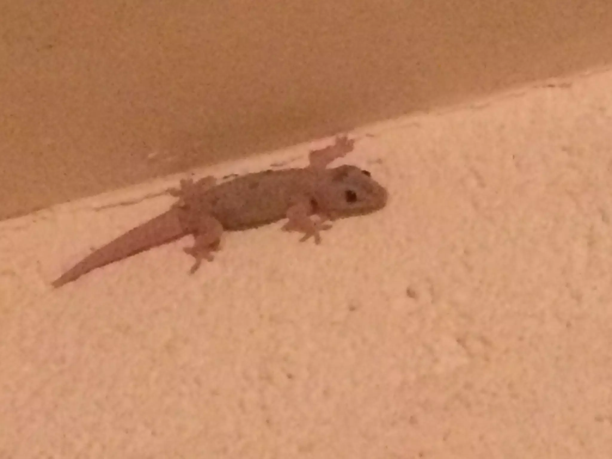 Gecko in Our House in Granada