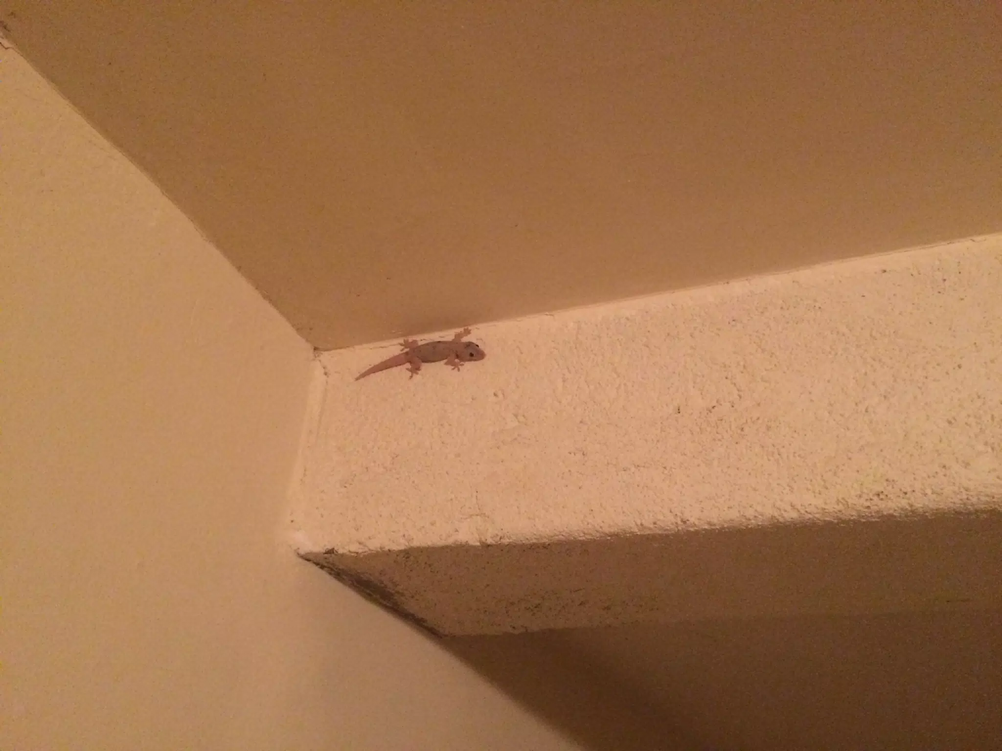 Gecko in Our Bedroom