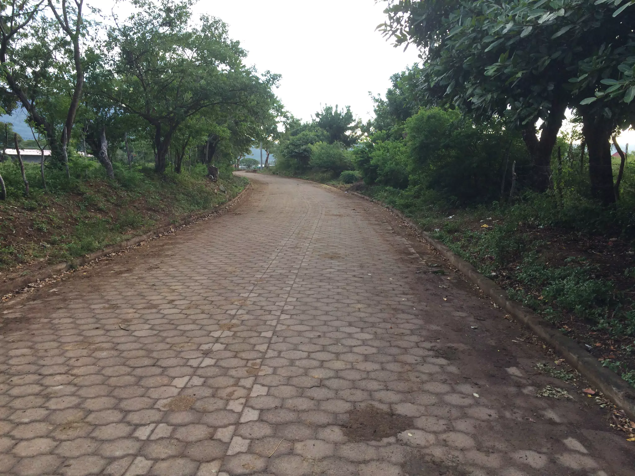 Road in the Jungle