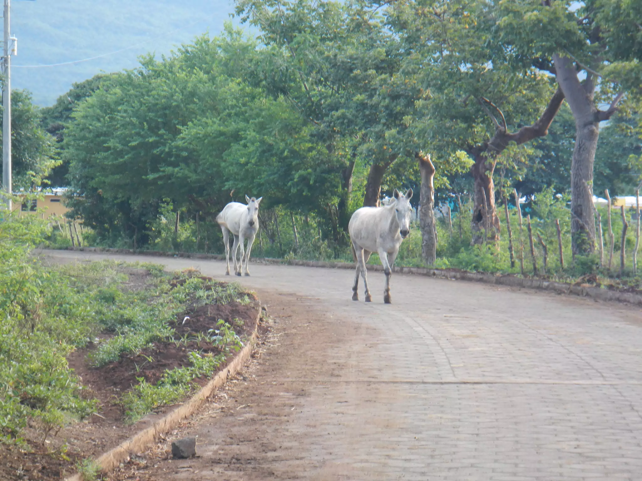 Horses on a Rural Road