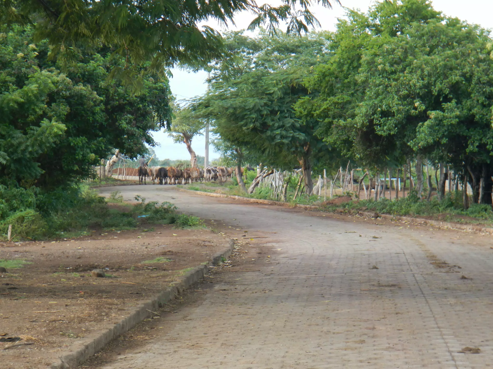 Cattle in the Country