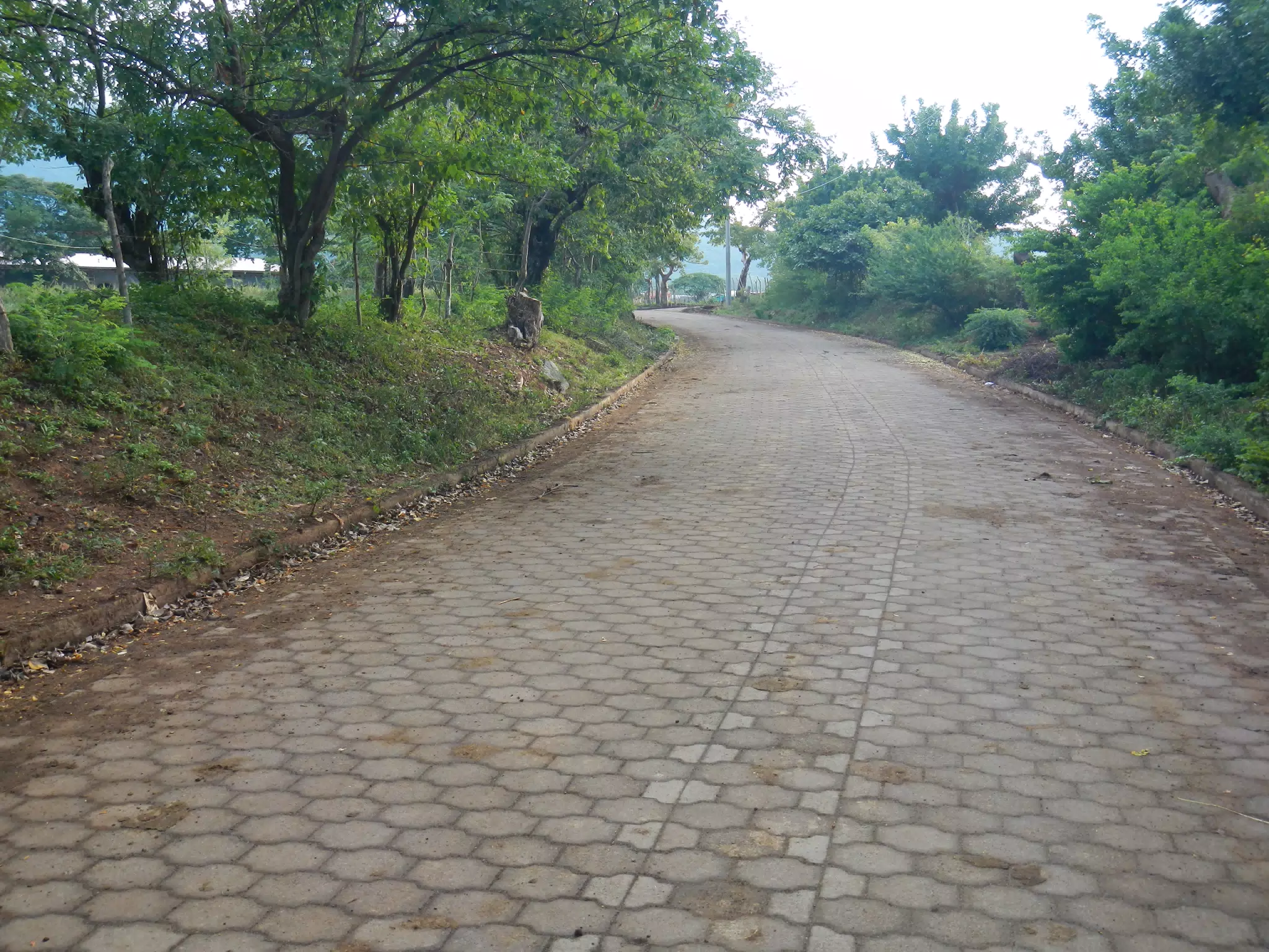 Road Through the Jungle
