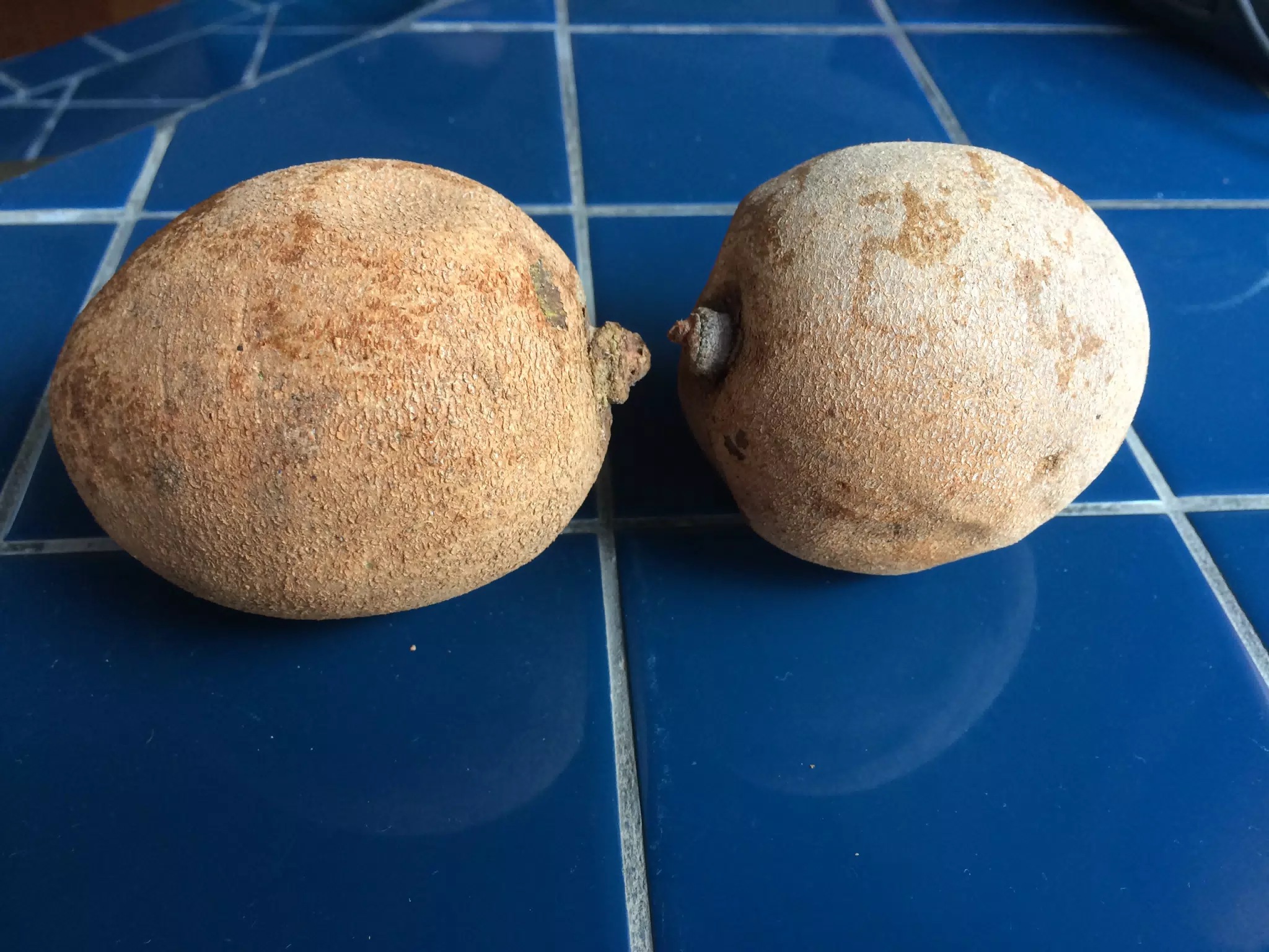 Zapote fruit