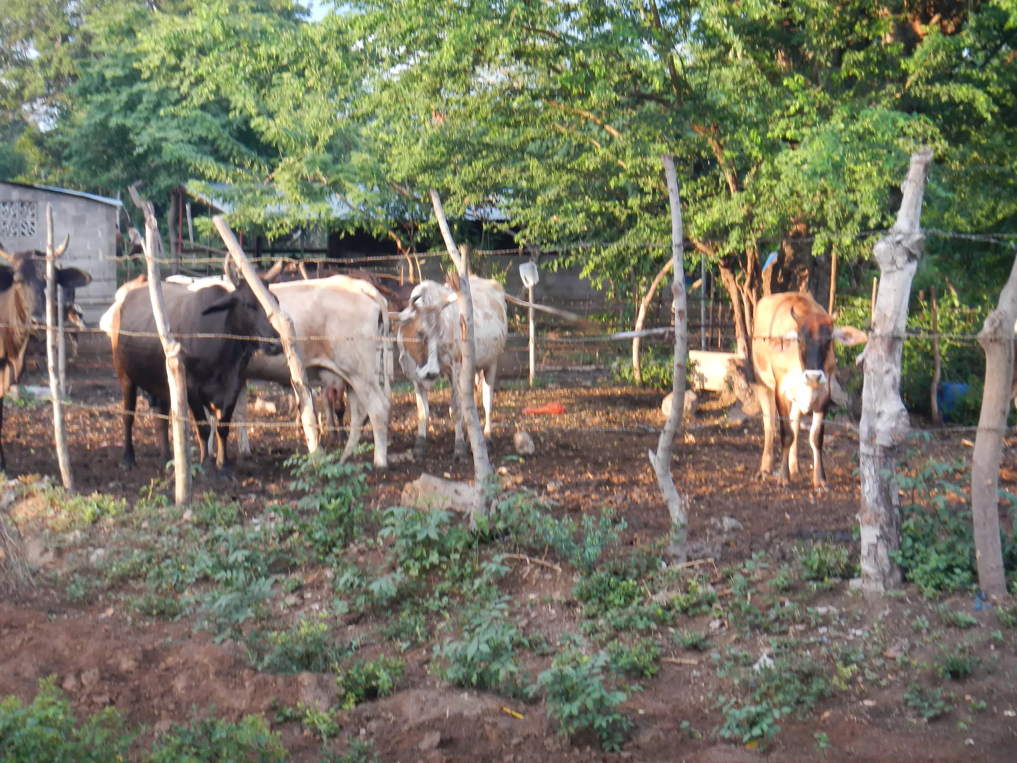 Cattle in the Country