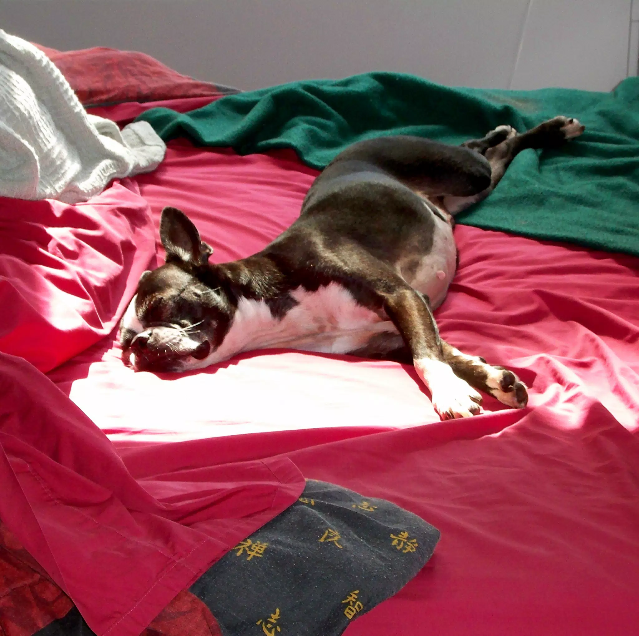 Oreo Sleeping in the Sun