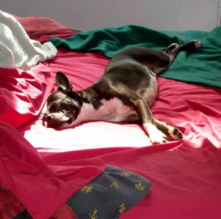 Oreo Sleeping in the Sun