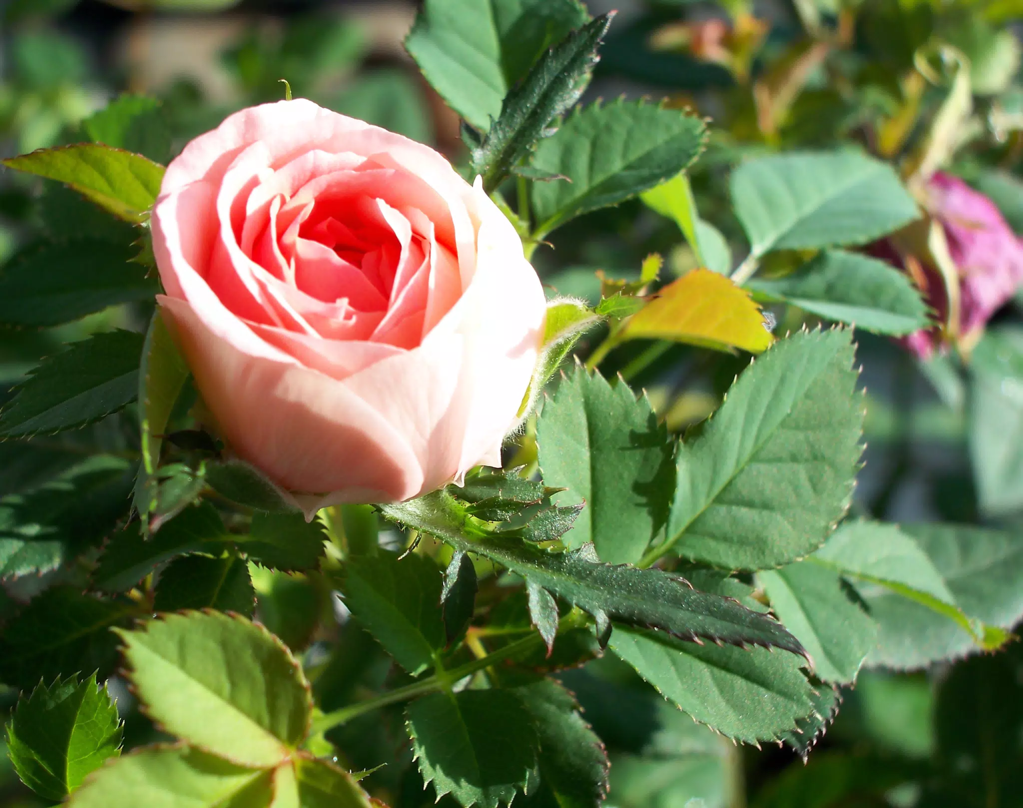 Pink Rose in Bloom