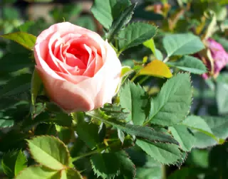 Pink Rose in Bloom