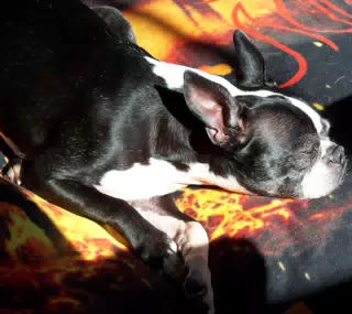 Oreo on his Star Wars Episode One Pillow in Sunlight