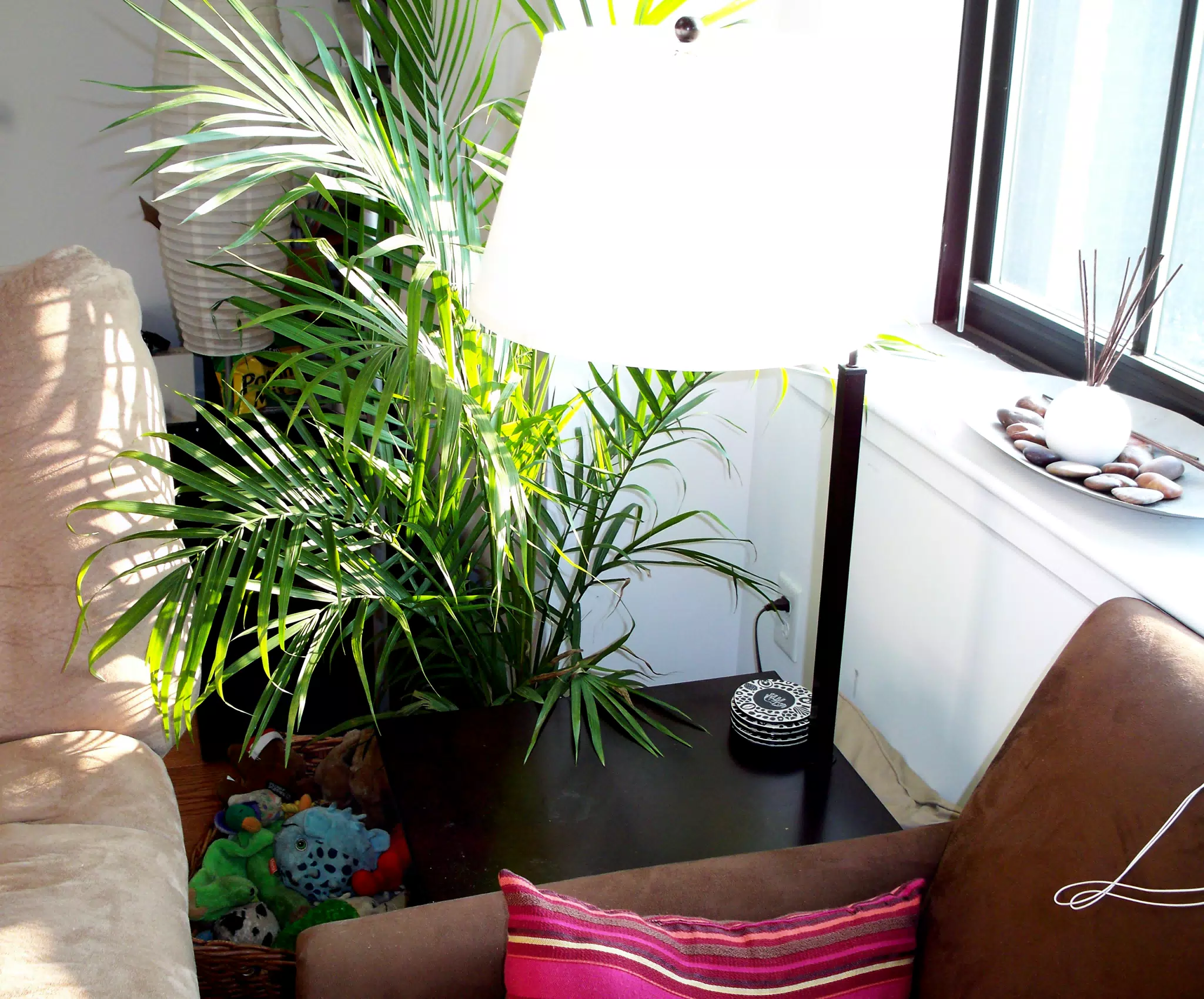 New Palm Tree in Living Room