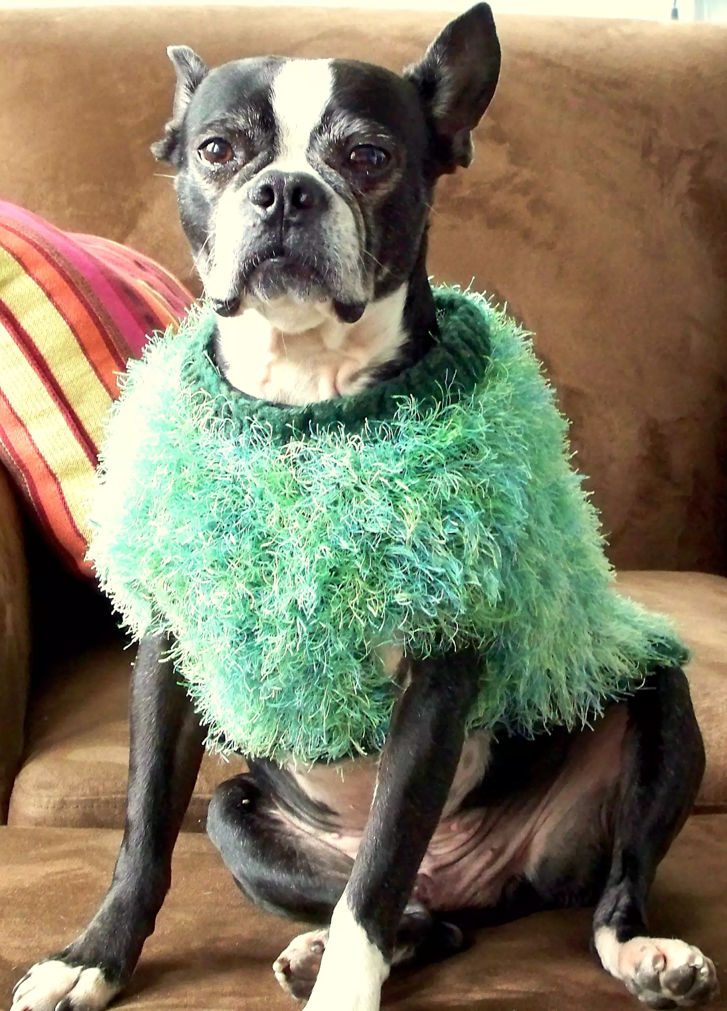Oreo in St. Patricks Day Jumper