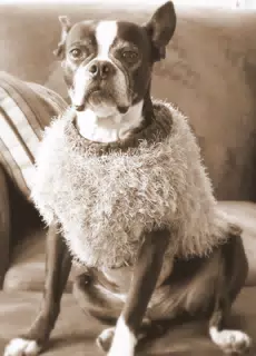 Old Fashioned Boston Terrier