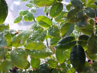 Rosebush Leaves