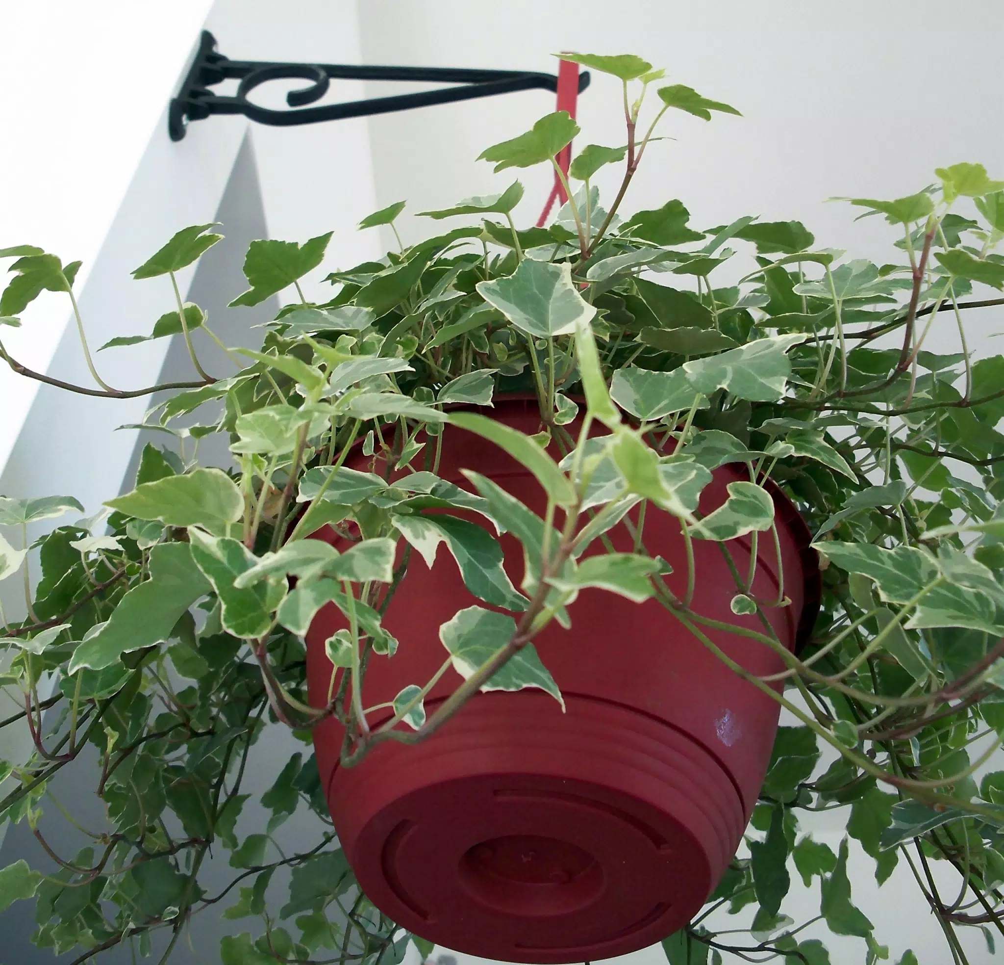 Ivy Plant Hanging Nine Feet in the Air