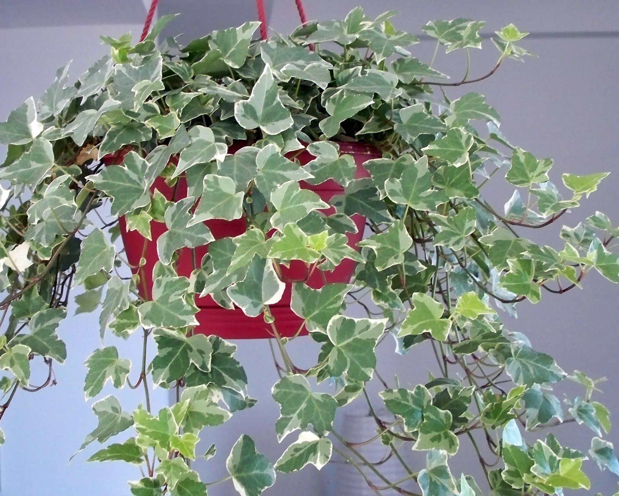 Ivy Plant